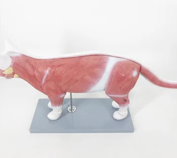 Dodatno Gradivo Medicinske Poučevanja Mačka Živali Anatomski Model za uporabo v Veterinarski Šoli YA-A5011