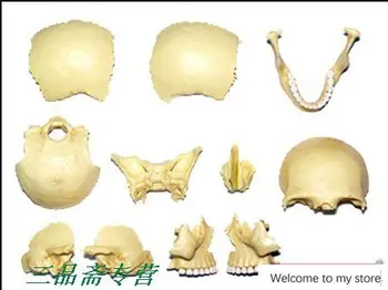 človeško glavo lobanje skelet Modela Medicinske Anatomija sestavljeni modeli Otrok tridimenzionalne sestavljanke