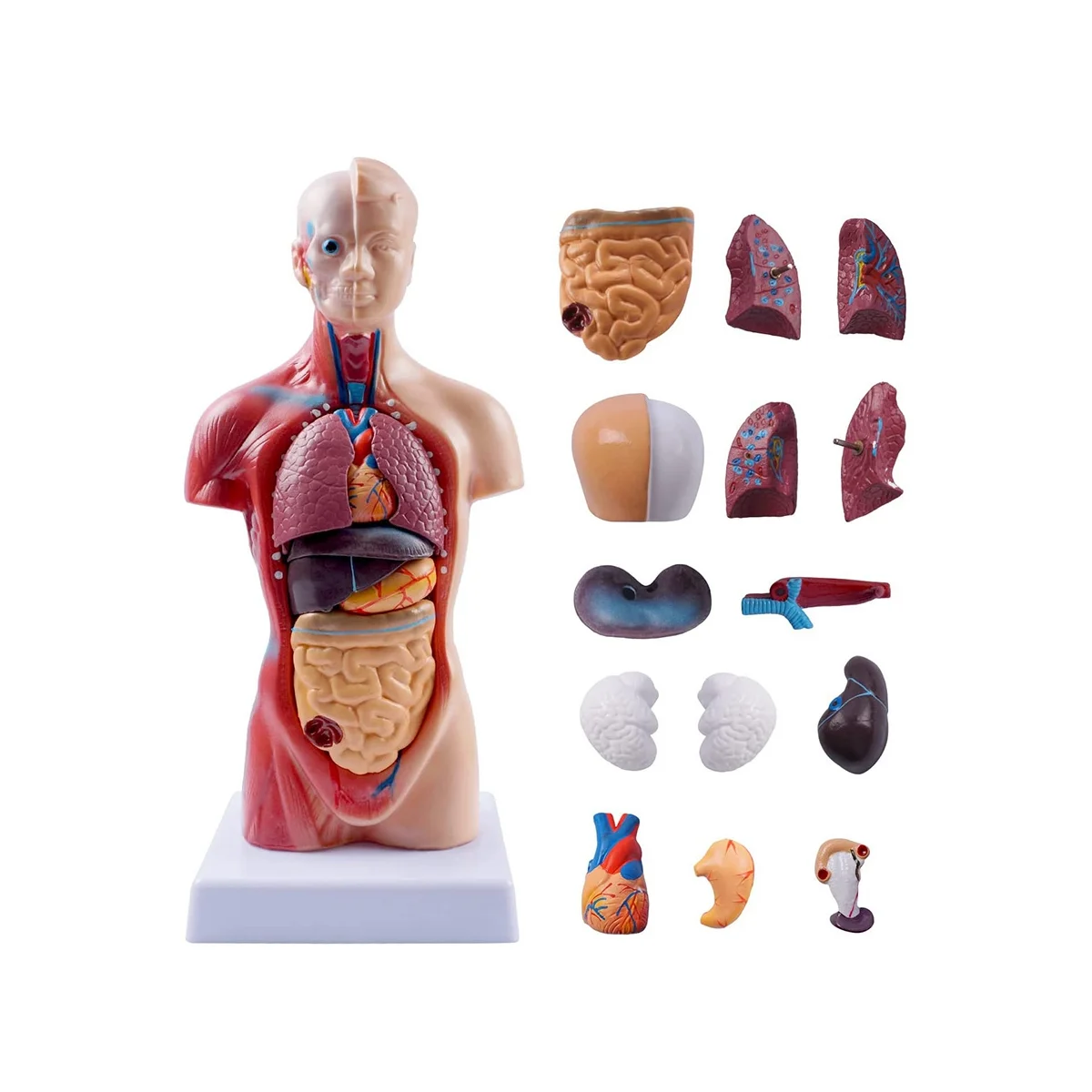 11 Inch Človeškega Trupa Telesa Model Anatomija Anatomski Notranjih Organov za Poučevanje Študentov Študija Montaža Model