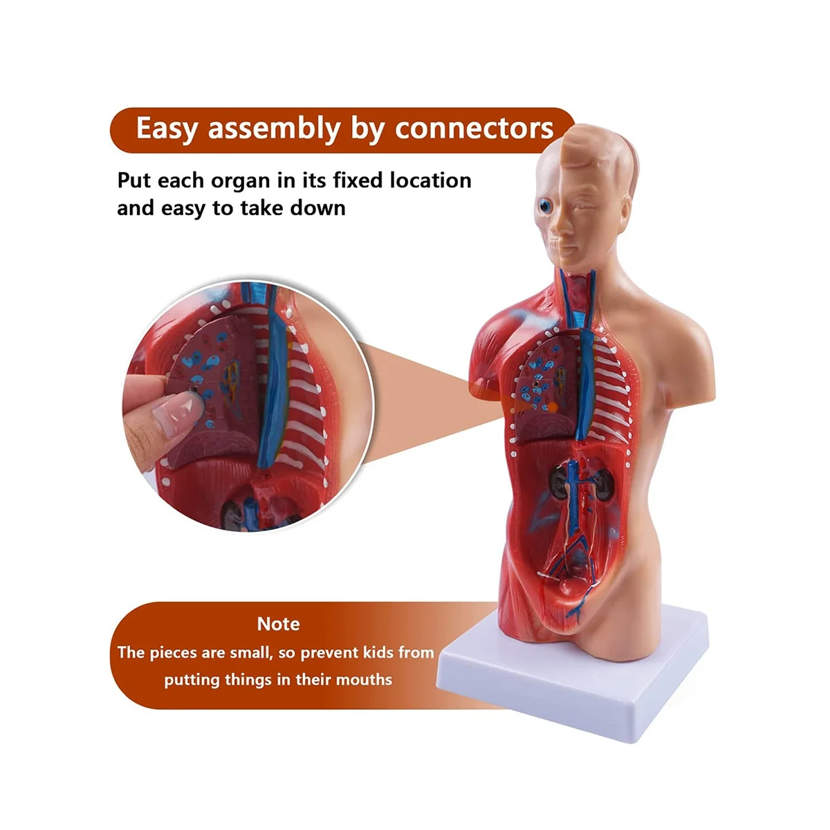 11 Inch Človeškega Trupa Telesa Model Anatomija Anatomski Notranjih Organov za Poučevanje Študentov Študija Montaža Model